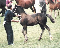 stallion Gwenllan Boneddwr (Welsh-Cob (Sek. D), 1987, from Cyttir Telynor)