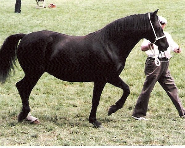 Zuchtstute Gwenllan Brenhines (Welsh-Cob (Sek. D), 1983, von Cyttir Telynor)