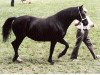 Zuchtstute Gwenllan Brenhines (Welsh-Cob (Sek. D), 1983, von Cyttir Telynor)