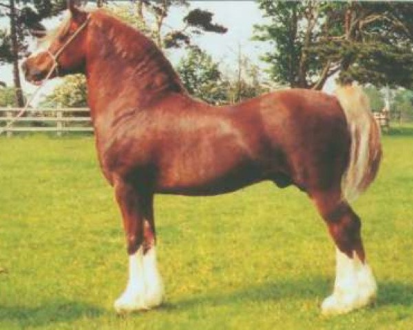 stallion Thorneyside The Boss (Welsh-Cob (Sek. D), 1983, from Brynymor Welsh Magic)