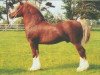 stallion Thorneyside The Boss (Welsh-Cob (Sek. D), 1983, from Brynymor Welsh Magic)