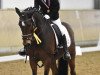 dressage horse Jupiter d'Herimenil (French Pony, 1997)