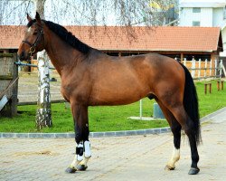 jumper Aranykapu Arcon (Oldenburg show jumper, 2013, from Aranykapu Argentik)