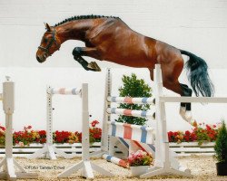 stallion Aranykapu Argentik (Oldenburg, 2008, from Argentinus)