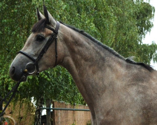 broodmare Aranykapu Azur (Oldenburg show jumper,  , from Aranykapu Argentik)