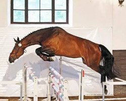 broodmare Calliope (Hungarian Warmblood, 2012, from Con Lapilot)