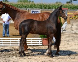 broodmare Aranykapu Con Lamona (Oldenburg, 2012, from Con Lapilot)