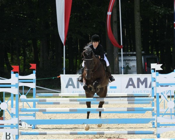 Springpferd Cell Negru (Rheinländer, 2000, von Cordino)