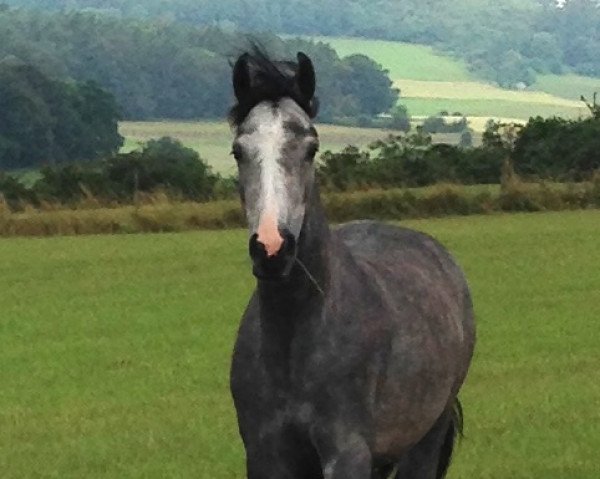 broodmare Cheek to Cheek (Oldenburg show jumper, 2012, from Califax)