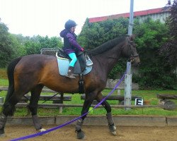 dressage horse Franky's Finley (Westphalian, 2010, from Fifty Cent)