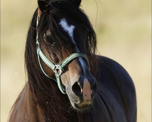 stallion Gwenllan Ben (Welsh-Cob (Sek. D), 1993, from Derwen Desert Express)