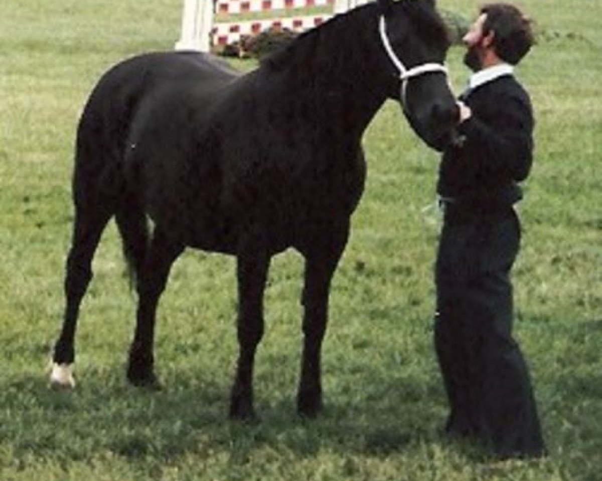 broodmare Gwenllan Bet (Welsh-Cob (Sek. D), 1972, from Brenin Dafydd)