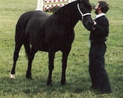 Zuchtstute Gwenllan Bet (Welsh-Cob (Sek. D), 1972, von Brenin Dafydd)