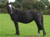 broodmare Gwenllan Bess (Welsh-Cob (Sek. D), 1991, from Thorneyside Flyer)