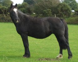 Zuchtstute Gwenllan Bess (Welsh-Cob (Sek. D), 1991, von Thorneyside Flyer)