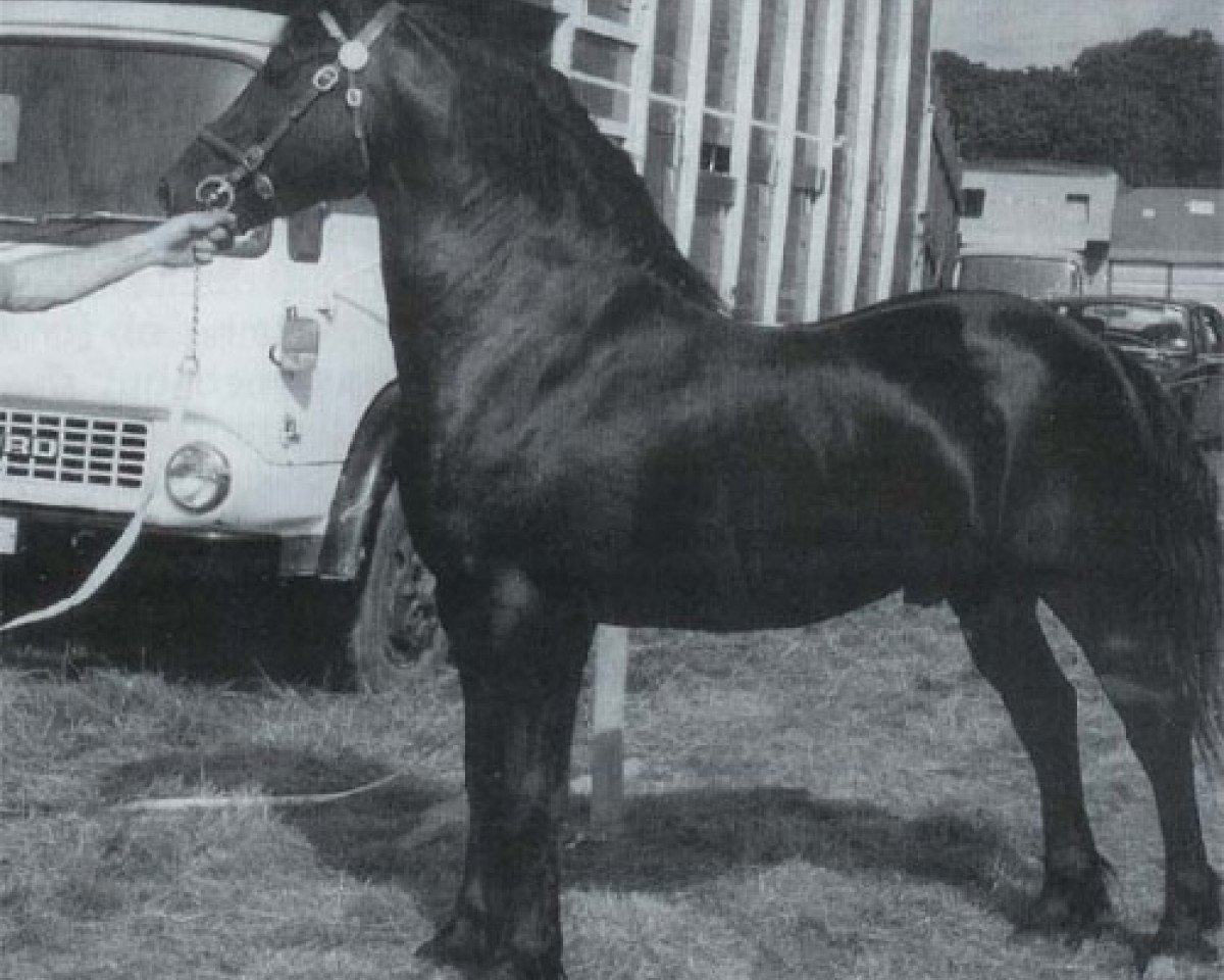 stallion Gwenllan del Du (Welsh-Cob (Sek. D), 1969, from Brenin Dafydd)
