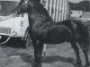 stallion Gwenllan del Du (Welsh-Cob (Sek. D), 1969, from Brenin Dafydd)