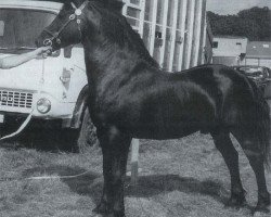 Deckhengst Gwenllan del Du (Welsh-Cob (Sek. D), 1969, von Brenin Dafydd)