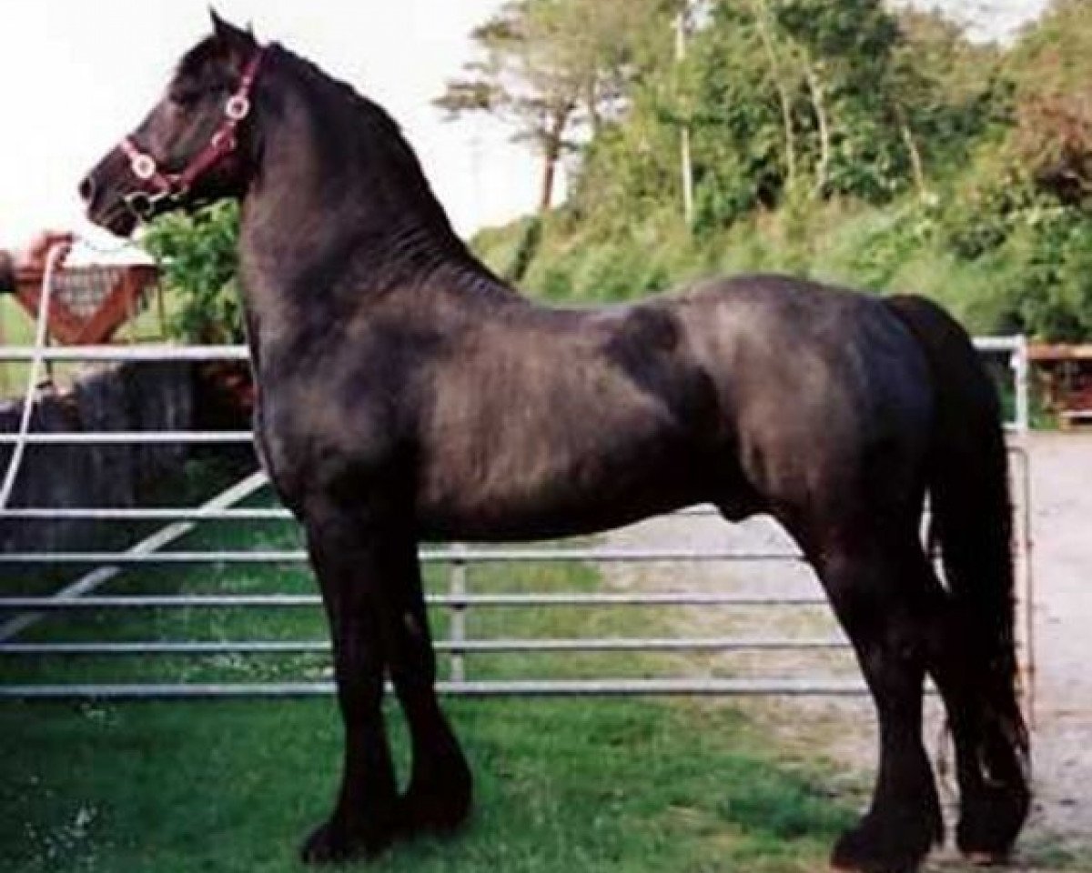 stallion Gwenllan Sparc (Welsh-Cob (Sek. D), 1992, from Gwenllan del Du)