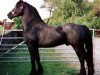 stallion Gwenllan Sparc (Welsh-Cob (Sek. D), 1992, from Gwenllan del Du)