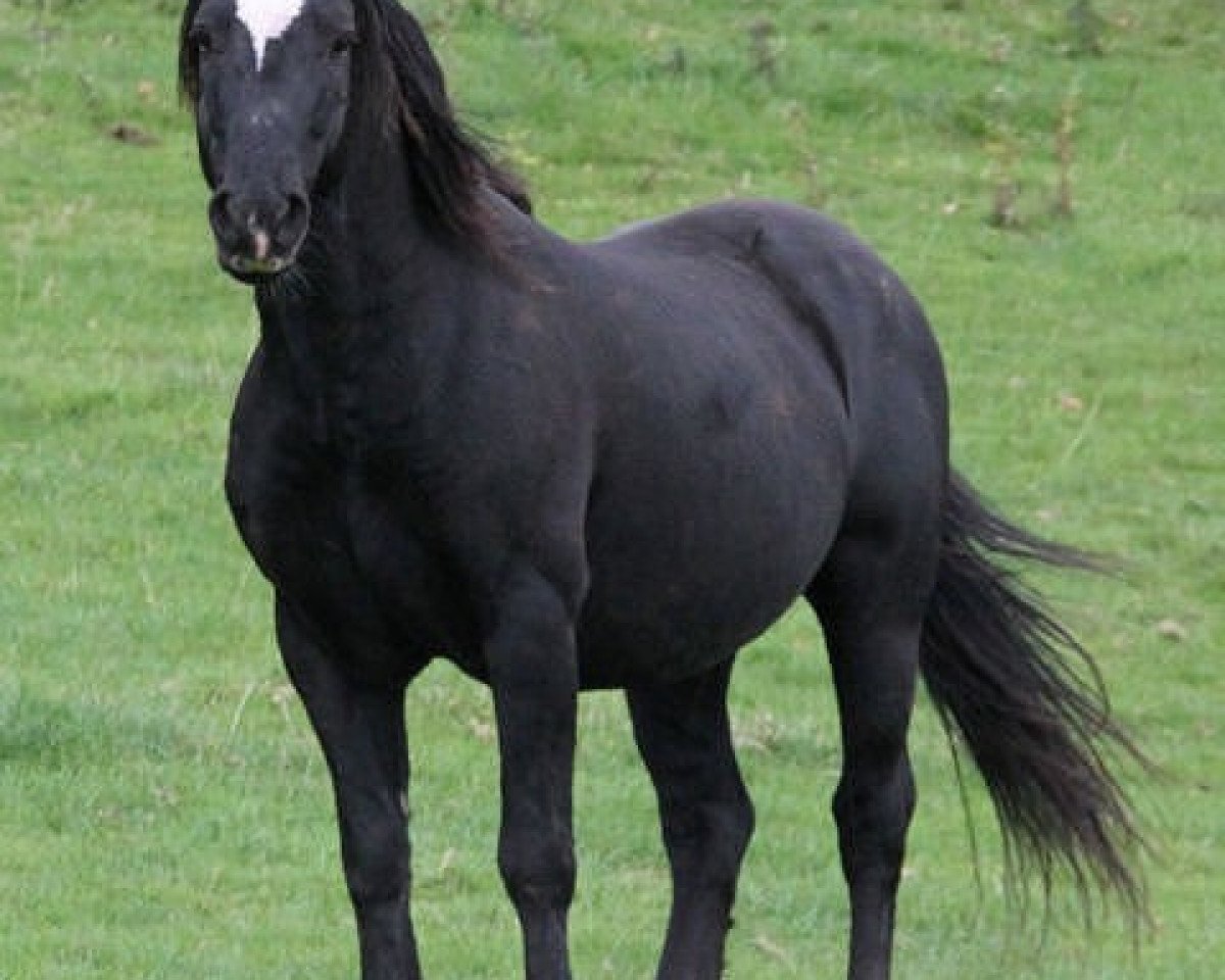 stallion Gwenllan Brenin Du (Welsh-Cob (Sek. D), 1998, from Gwenllan Sparc)