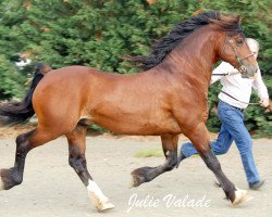 stallion Llamri Llew Coch (Welsh-Cob (Sek. D), 2004, from Llanarth Lord Nelson)