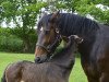 broodmare Lana (Hanoverian, 2009, from Landsieger I)