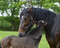 broodmare Lana (Hanoverian, 2009, from Landsieger I)