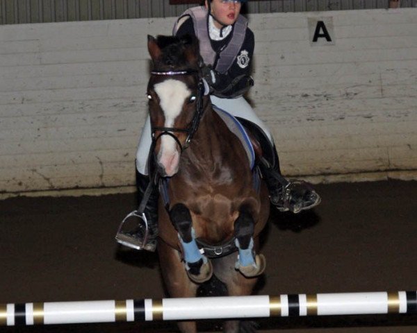 Pferd Gelpenhof Daniel (Welsh, 1997, von 't Hogelands Ferdinand)