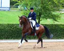 dressage horse Don Cismo (Oldenburg, 2007, from Diamond Hit)