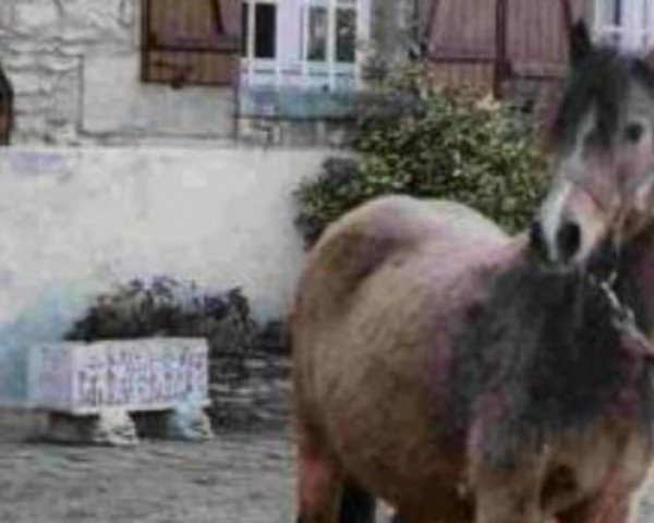 broodmare Hurricane Imfa (Welsh-Pony (Section B), 1973, from Llanerch Fiesta)