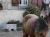 Zuchtstute Hurricane Imfa (Welsh Pony (Sek.B), 1973, von Llanerch Fiesta)