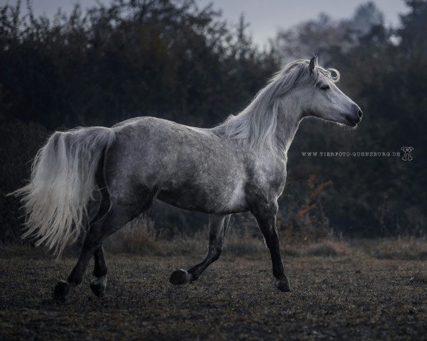 Pferd Princess of Thieves (Connemara-Pony, 2009, von Edenmist Pride of Thieves)