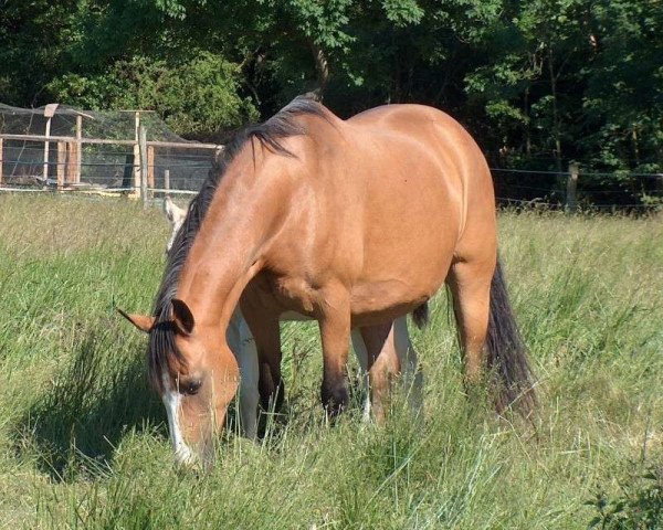 broodmare Divine Sponte (Welsh-Cob (Sek. D), 1991, from Wildham Flying Free)