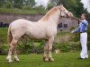 stallion Sublime Sponte (Welsh-Cob (Sek. D), 2006, from Trevallion Harley)
