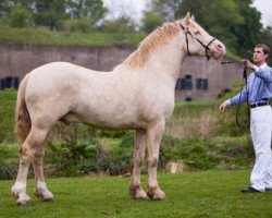 Deckhengst Sublime Sponte (Welsh-Cob (Sek. D), 2006, von Trevallion Harley)