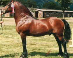 Deckhengst Menai Sparkling Comet (Welsh-Cob (Sek. D), 1981, von Tyhen Comet)