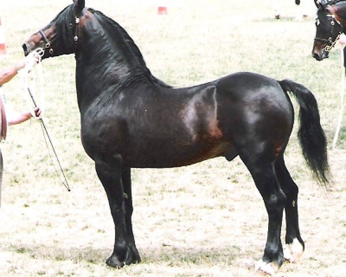 stallion Menai Sparkling Image (Welsh-Cob (Sek. D), 1990, from Menai Sparkling Comet)