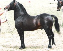 Deckhengst Menai Sparkling Image (Welsh-Cob (Sek. D), 1990, von Menai Sparkling Comet)