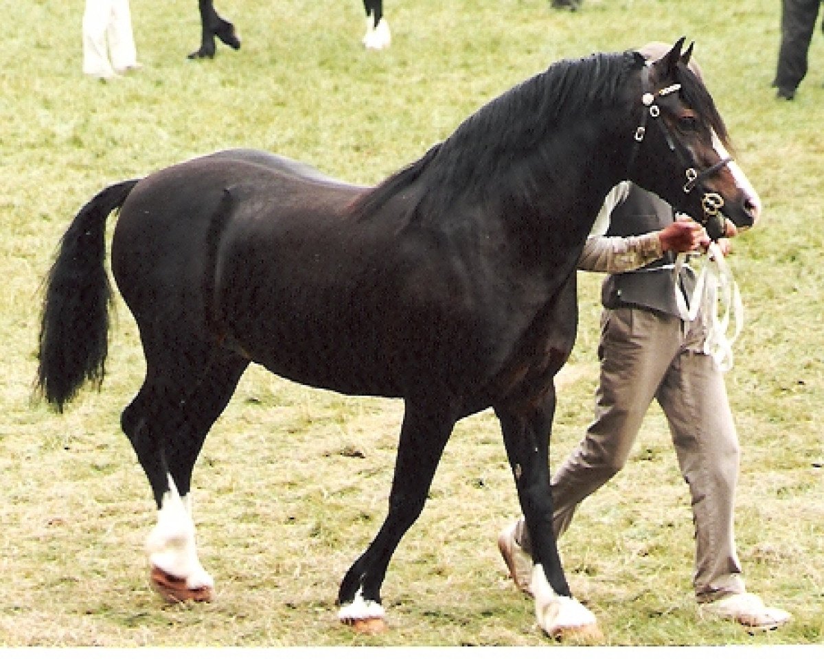Deckhengst Pentrefelin Taliesin (Welsh-Cob (Sek. D), 1989, von Nebo Prince)