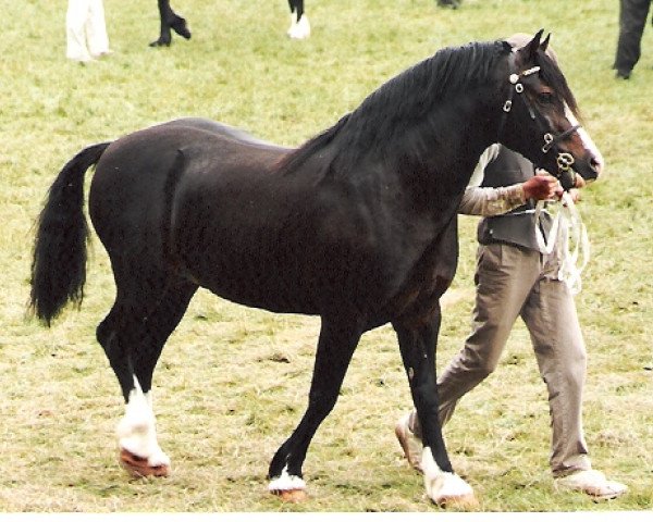 stallion Pentrefelin Taliesin (Welsh-Cob (Sek. D), 1989, from Nebo Prince)