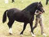 stallion Pentrefelin Taliesin (Welsh-Cob (Sek. D), 1989, from Nebo Prince)