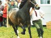 broodmare Cyfyng Polly (Welsh-Cob (Sek. D), 1995, from Menai Sparkling Image)