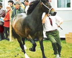 Zuchtstute Cyfyng Polly (Welsh-Cob (Sek. D), 1995, von Menai Sparkling Image)