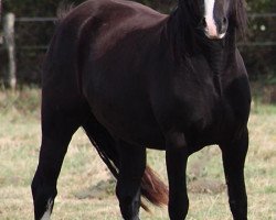 Zuchtstute Glanhafren Polly's Pepsi (Welsh-Cob (Sek. D), 2006, von Pentrefelin Taliesin)