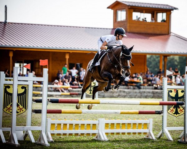 Springpferd Kookie P (Deutsches Sportpferd, 2016, von Kalaska de Semilly)