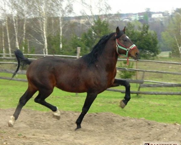 stallion Hurmak AA (Anglo-Arabs, 1996, from Hejnal AA)