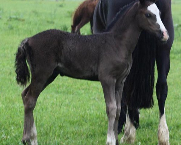 horse Arvalon Blackberry (Welsh-Cob (Sek. D), 2010, from Bronfoel Harri)