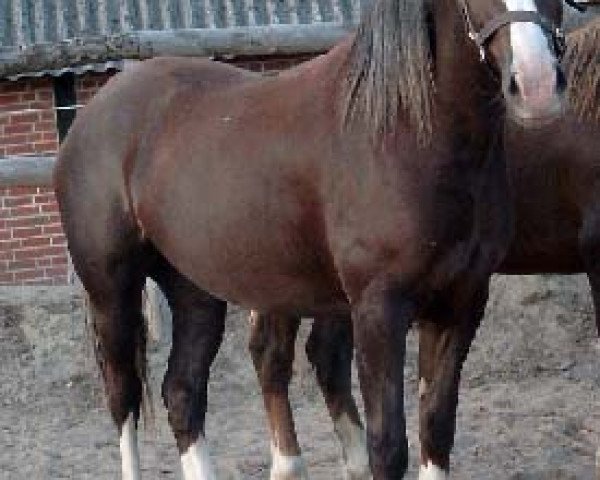 broodmare Ilar Ebrill (Welsh-Cob (Sek. D), 2000, from Nebo Daniel)