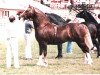 Deckhengst Rhystyd Express (Welsh-Cob (Sek. D), 1982, von Nebo Daniel)